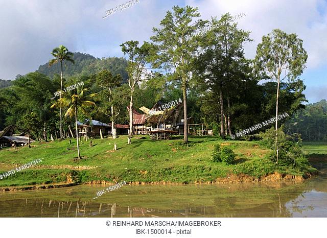 Ke'te Kesu' village with traditional Toraja houses near Rantepao, Sulawesi, Indonesia, Southeast Asia
