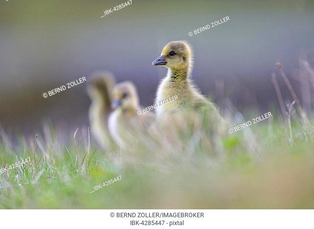 Greylag goose (Anser anser), chicks, goslings foraging in the grass, Flatey island, Breidafjördur, Iceland
