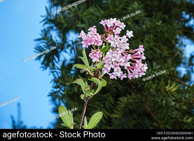 Hybrid Viburnum × bodnantense, flowering in Pruhonice, Czech Republic, on April 1st, 2023. (CTK Photo/Libor Sojka)