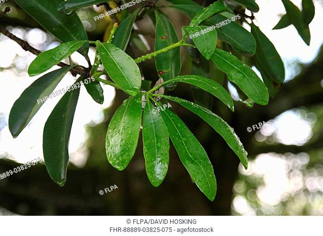 Alstonia scholaris leaf