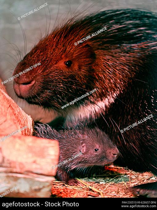09 May 2023, Saxony-Anhalt, Thale: The nine-day-old porcupines are in their enclosure at Thale Zoo on Tuesday. They were born on April 30