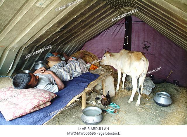 A man and a cow share the same tent in a flood shelter camp Many people become homeless every year in low-lying areas that are prone to flood Gaibandha