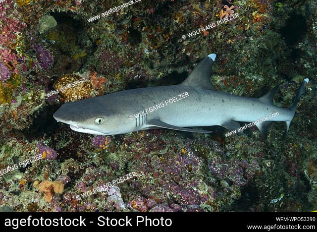 Whitetip Reef Shark, Triaenodon obesus, Ari Atoll, Indian Ocean, Maldives