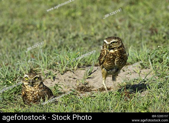 Burrowing owl (athene cunicularia), adult at cave entrance, Los Lianos in Venezuela