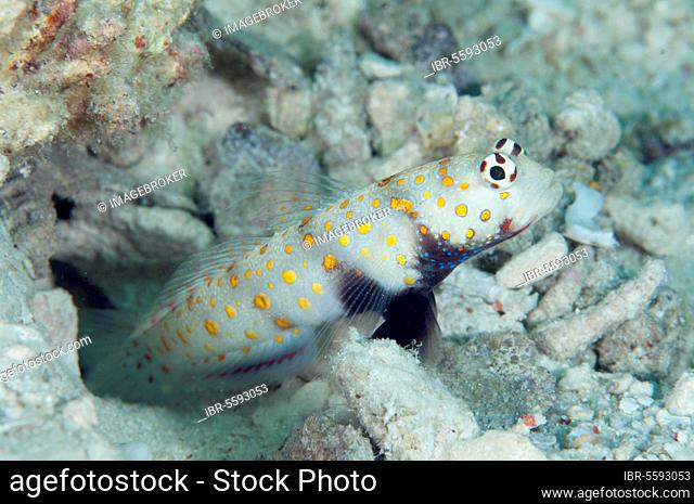 Spotted prawn goby (Amblyeleotris guttata) adult, at the entrance of the burrow, West Waigeo, Raja Ampat Islands (Four Kings), West Papua, New Guinea, Indonesia