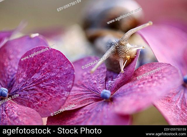 Large Garden Snail in Summer crawling on hortensia flowers with water drops in the morning