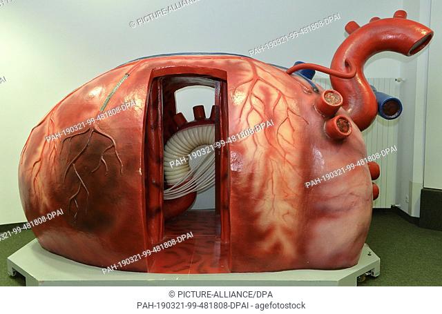 09 March 2019, Saxony, Leipzig: This heart model is located in the lecture hall of the Heart Center Leipzig. Photo: Volkmar Heinz/dpa-Zentralbild/ZB
