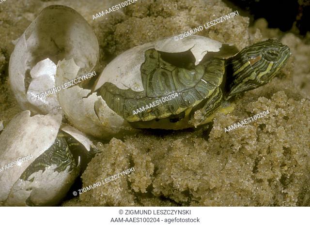 Red-Eared Sliders Hatching (Chrysemys scripta elegans) Central & Southern USA