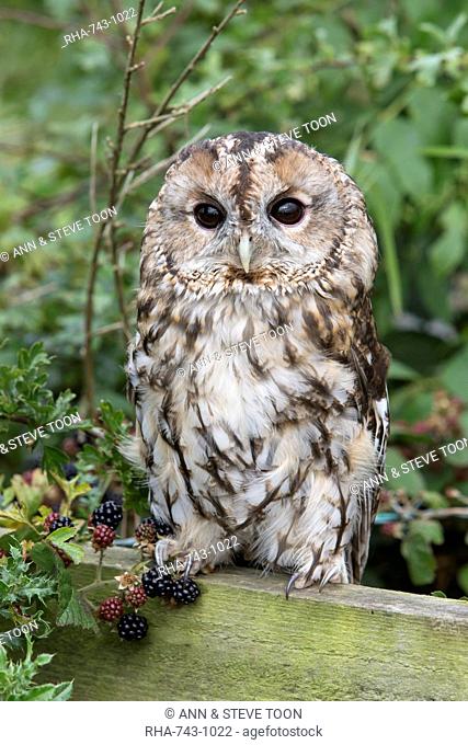 Tawny owl (Strix aluco), captive, United Kingdom, Europe