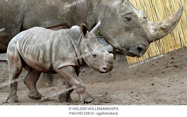 Two-months-old rhinoceros Makena makes its first trips in the Serengeti Park in Hodenhagen, Germany, 30 April 2013. The name Makena derives from Kikuyu language...
