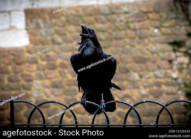 Black crow standing on a fence using its grapples while croaking with old bricks background
