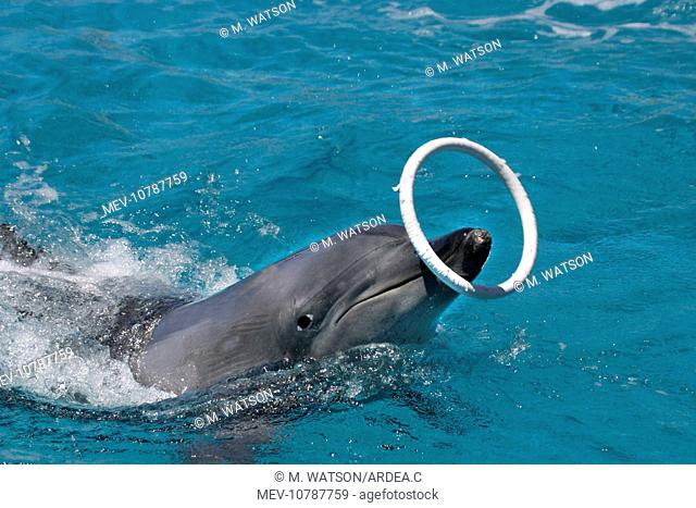 Bottlenose Dolphin (Tursiops truncatus aduncus)