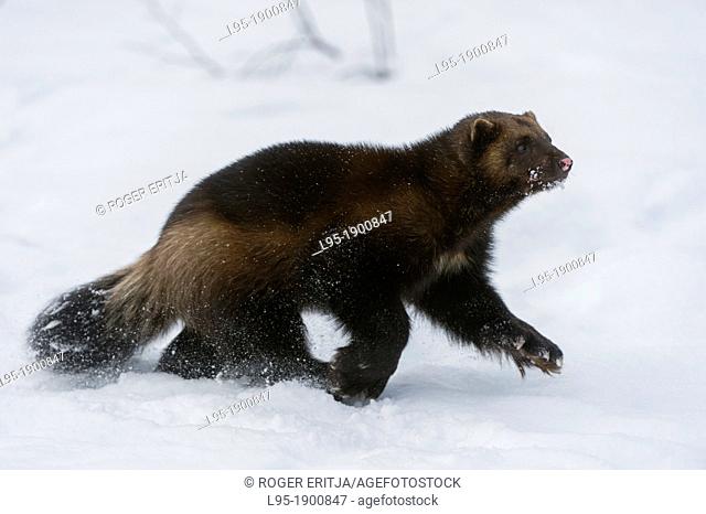Wolverine Gulo gulo in winter, running on snow and under snowfall, controlled conditions, Norway