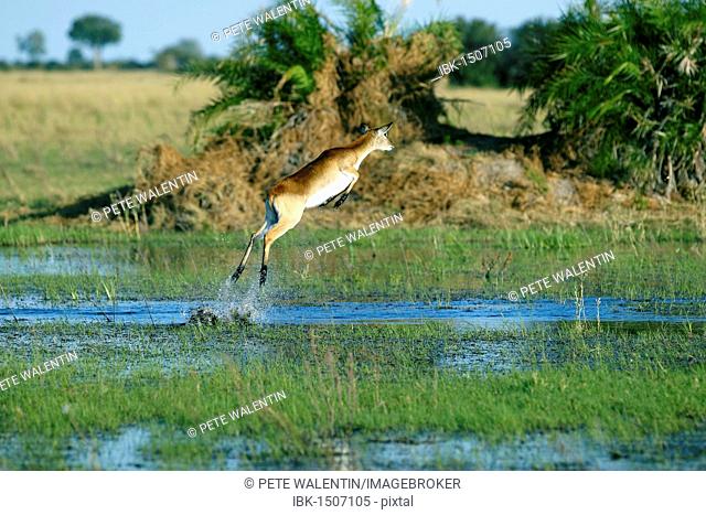 Lechwe or Southern Lechwe (Kobus leche), Okavango Delta, Botswana, Africa
