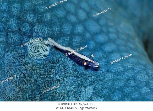 Commensal Shrimp on blue Starfish, Periclimenes soror, Lembeh Strait, North Sulawesi, Indonesia
