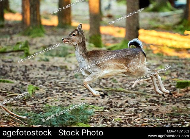 Fallow deer (Dama dama) in forest, Bavaria, Germany, Europe