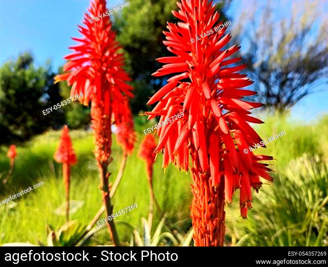 Kniphofia, also called tritoma, red hot poker, torch lily, knofflers or poker plant