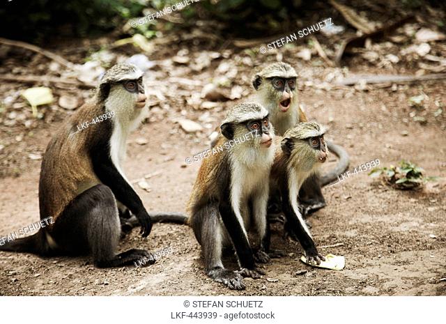 Mona monkeys, Lake Volta, Asuogyaman District, Ghana