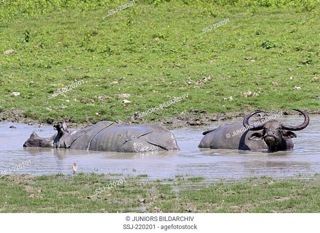 Asian wild water bufallo (Buffalo arnee) and Indian Rhinoceros (Rhinoceros unicornis) taking a mud bath, Kaziranga-Nationalpark, Assam