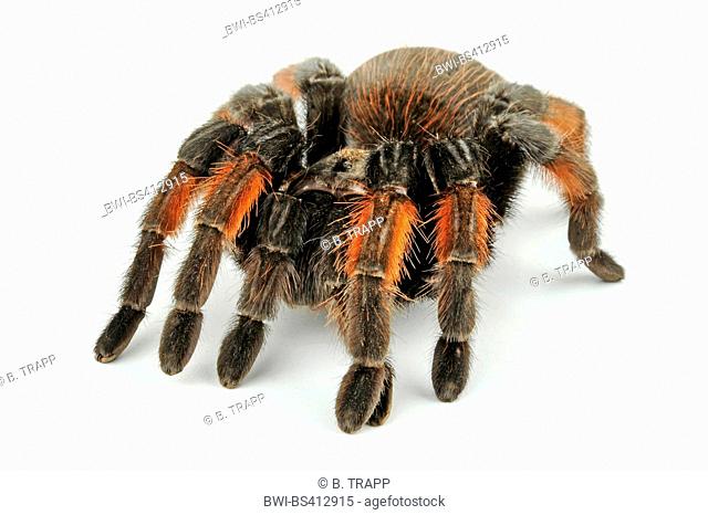 Mexican redleg tarantula, Mexican redleg, Red-legged tarantula (Brachypelma emilia), in defense posture, cut-out