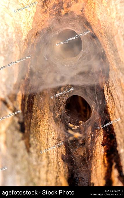 The entrance of the spider's nest. spatial web, It is hidden in the hole