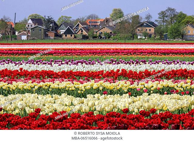 Multicolored tulip fields frame the village in spring Berkmeer Koggenland North Holland Netherlands Europe