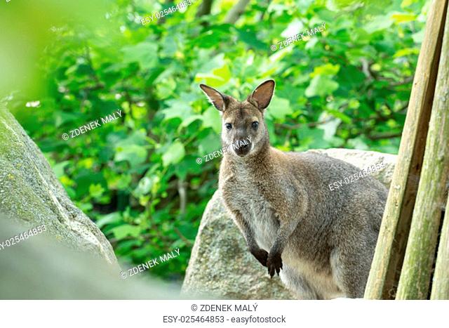 Closeup of a Red-necked Wallaby, kangaroo (Macropus rufogriseus)