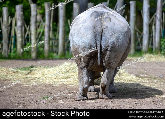 19 May 2021, Mecklenburg-Western Pomerania, Schwerin: Bull rhino Kimba stands in the outdoor enclosure of Schwerin Zoo. After five years in Schwerin