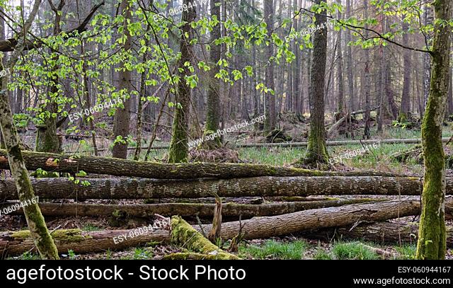 Old ash tree broken lying in springtime landscape of deciduous stand, Bialowieza Forest, Poland, Europe