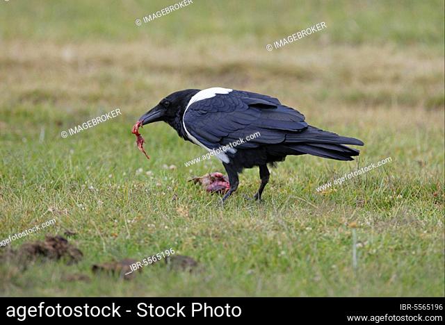 Pied Crow (Corvus albus) adult, feeding on dead bird, Kenya, Africa