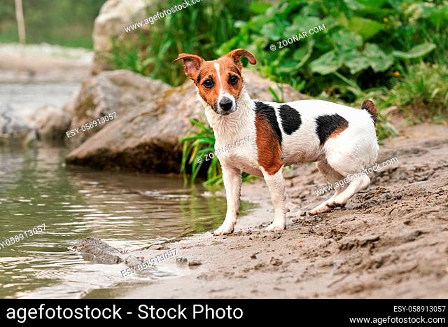 Small Jack Russell terrier standing by the river, her fur wet from swimming