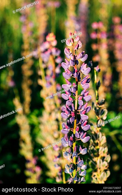 Wild Flowers Lupine In Summer Field Meadow At Sunset Sunrise. Close Up. Lupinus, Commonly Known As Lupin Or Lupine, Is A Genus Of Flowering Plants In The Legume...
