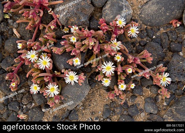 Slenderleaf Iceplant (Mesembryanthemum nodiflorum) introduced species, flowering, Lanzarote, Canary Islands
