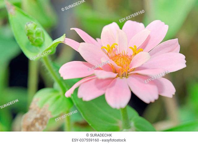 Pink Aster flower (Science name Callistephus chinensis, family name Compositae) in Rama 9 (local name) national garden, Bangkok Thailand