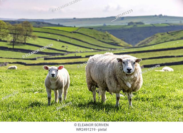 Sheep and lamb above Cressbrook Dale, typical spring landscape in the White Peak, Litton, Peak District, Derbyshire, England, United Kingdom, Europe