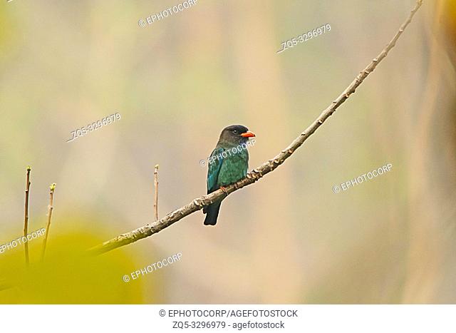 Oriental dollarbird, Eurystomus orientalis, Mahananda Wildlife Sanctuary, Eastern Himalaya, India