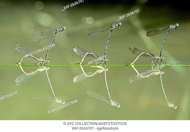 Blue Featherleg damselfly (Platycnemis pennipes), laying eggs, whilst in tandem, into emergent stems, preferably in communites of several couples