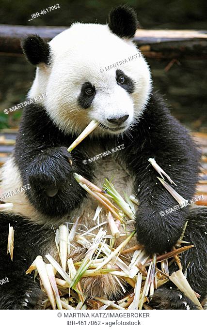 Panda bear or Giant Panda (Ailuropoda melanoleuca) eats bamboo shoots, Chengdu Research Base of Giant Panda Breeding, Chengdu, Sichuan, China