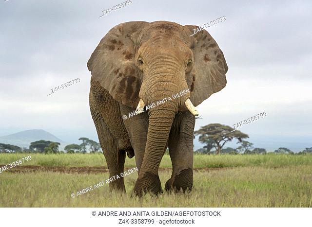 African elephant (Loxodonta africana) bull, up close, looking at camera, Amboseli national park, Kenya