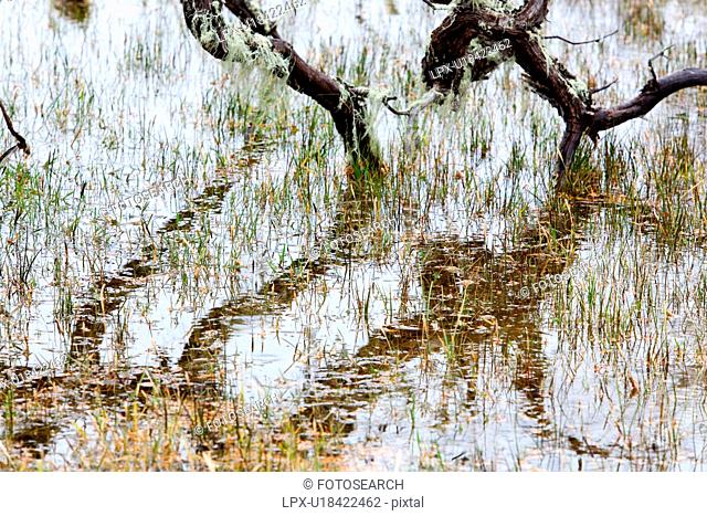 Detail of bare tree in marsh with reeds reflected in water, Spanish moss hanging from trunks, Patagonia, Southern Chile