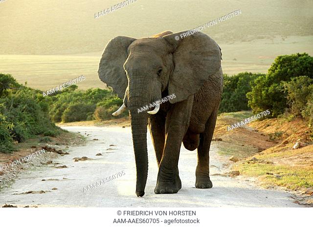 Horizontal shot of elephant bull walking in road at Addo Elephant National Park, South Africa. Bulls have right of way, and it is better to get out of their way