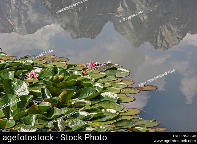 Blühende Seerosen auf einem kleinen oberbayrischem See , it Spiegelbild der Gipfeln des Wettersteingebirges