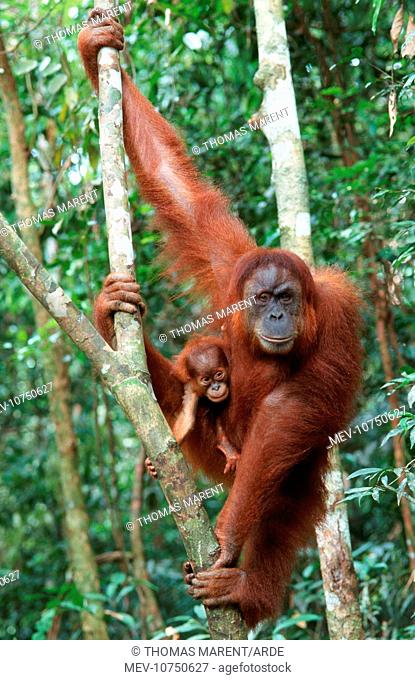 Sumatran Orangutan - female with baby (Pongo abelii)