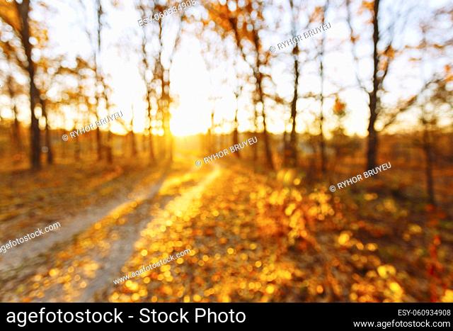 Abstract Autumn Summer Natural Blurred Forest Background. Bokeh, Boke Woods With Sunlight, Red and Yellow Warm Colors of Nature