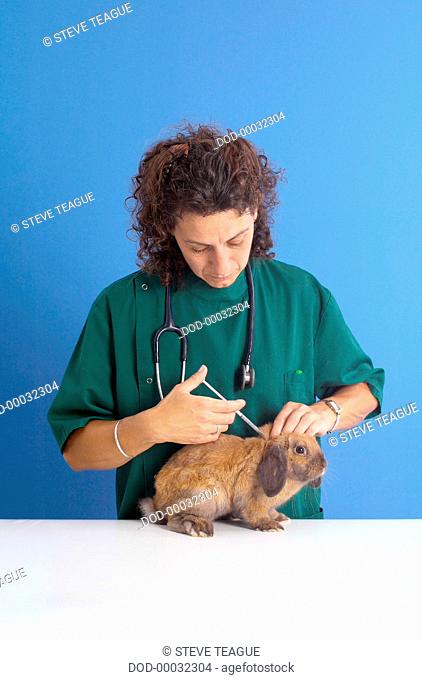 Female vet injecting rabbit's neck