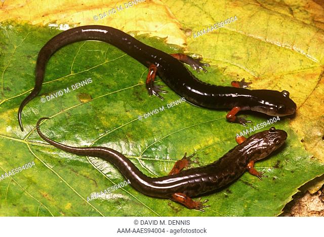 Jordan's & Dusky Salamanders Batesian Mimicry, Macon Co., NC, North Carolina (Plethodon jordani & Desmognathus fuscus)