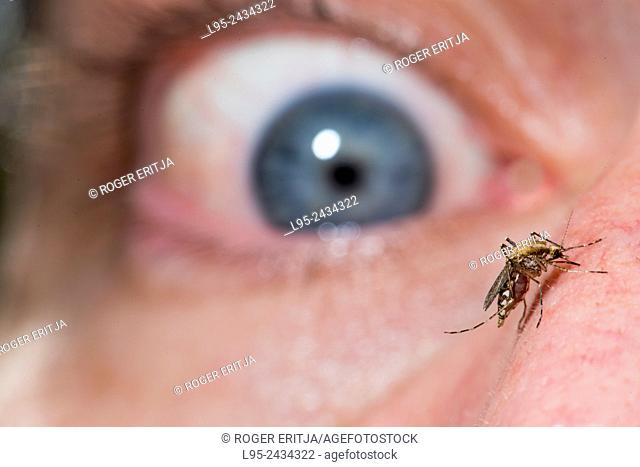 Ochlerotatus caspius female mosquito biting on human skin close to an eye
