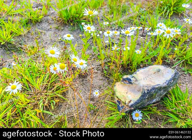 Yellow white colorful Chamomile Camomile flowers on green meadow field in Hechthausen Hemmoor Cuxhaven Lower Saxony Germany