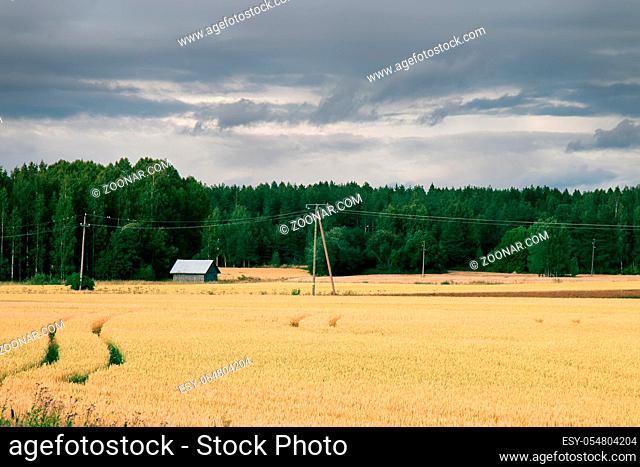 white awnless wheat in the fields of East Europe, village in the distance. European agriculture and grain growing