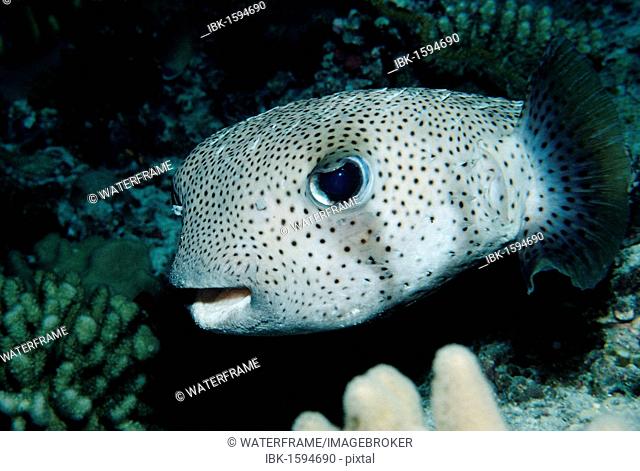 Spot-fin porcupinefish or porcupine puffer (Diodon hystrix), Maldives Island, Indian Ocean